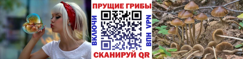 Псилоцибиновые грибы Psilocybine cubensis  Нефтекамск 